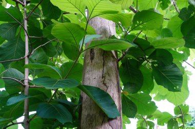 Tectona Grandis yazın büyük bir yaprak döken ağaçtır..