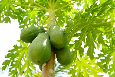 Bahçede çiğ papaya meyvesi bulundu..