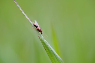 Kamponotus Pennsylvanicus çayırlarda bulundu..