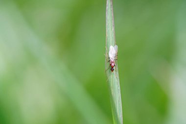 Kamponotus Pennsylvanicus çayırlarda bulundu..