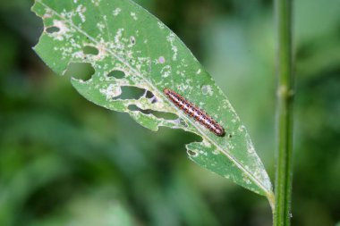 Utetheisa pulchella bir güve tırtılıdır..