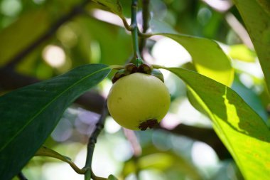 Mangosteen tatlı ve ekşi bir yaz meyvesi..