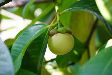 Mangosteen tatlı ve ekşi bir yaz meyvesi..