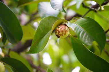 Mangosteen tatlı ve ekşi bir yaz meyvesi..