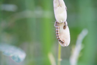 Utetheisa pulchella bir güve tırtılıdır..
