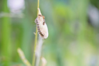 Utetheisa pulchella bir güve tırtılıdır..