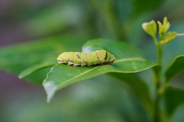 Küçük bir tırtıl limon yaprakları yiyor..