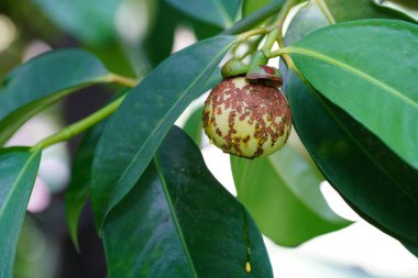 Mangosteen tatlı ve ekşi bir yaz meyvesi..
