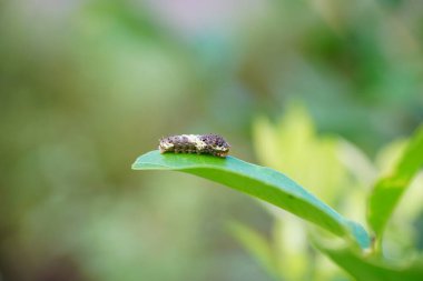 Küçük bir tırtıl limon yaprakları yiyor..