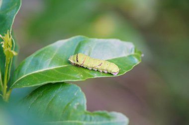 Küçük bir tırtıl limon yaprakları yiyor..