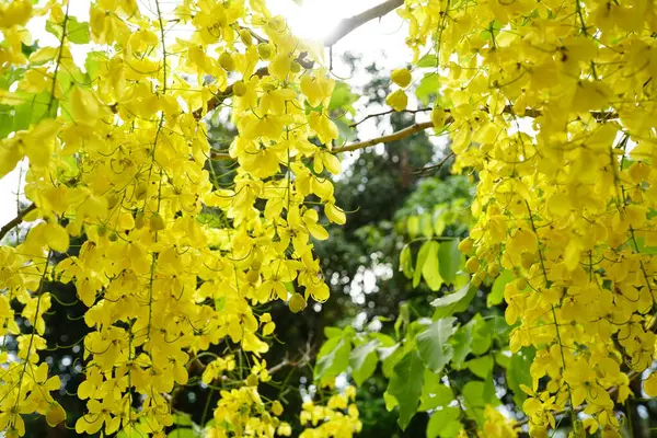 Cassia fistula Güney Asya 'da yetişen bir bitki..