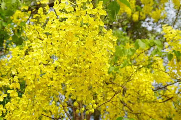 Cassia fistula Güney Asya 'da yetişen bir bitki..