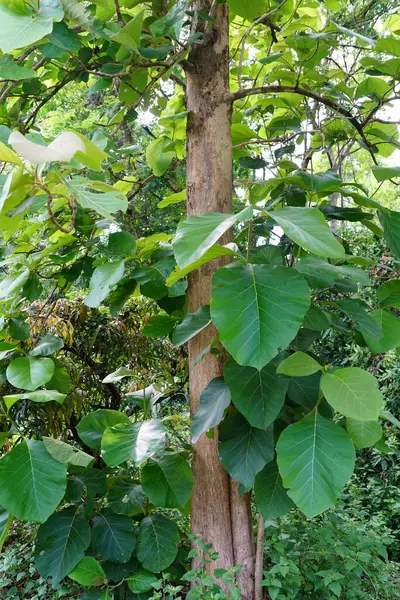 Tectona Grandis yazın büyük bir yaprak döken ağaçtır..