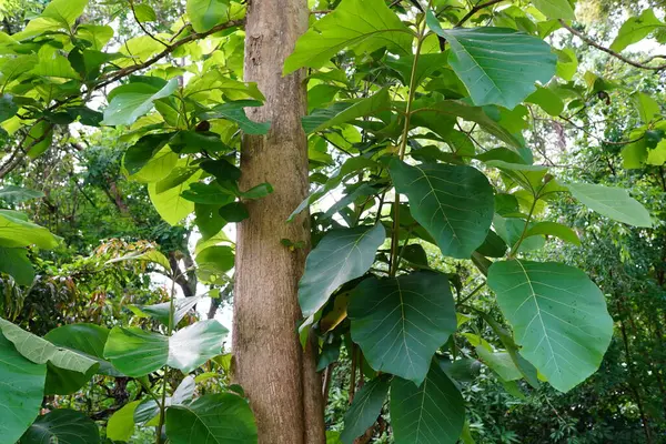 Tectona Grandis yazın büyük bir yaprak döken ağaçtır..