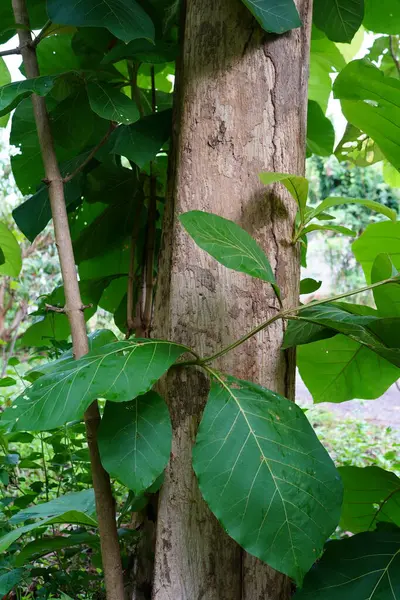 Tectona Grandis yazın büyük bir yaprak döken ağaçtır..