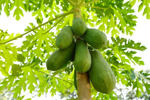 Bahçede çiğ papaya meyvesi bulundu..