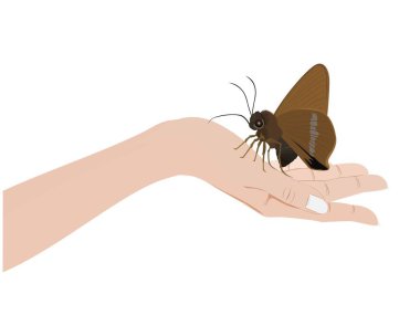 Ormanlarda bulunan beyaz çizgili yeşil dudaklı kelebek.
