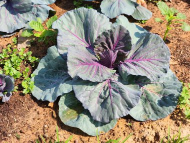 Üst görünümde yeşil lahana arkaplanı.