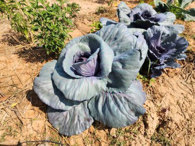 Üst görünümde yeşil lahana arkaplanı.