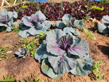 Üst görünümde yeşil lahana arkaplanı.