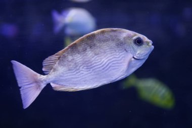 Siganus guttatus bir tür deniz balığı..
