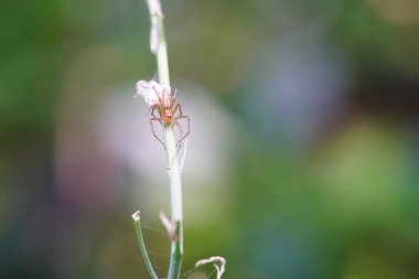 Sebze bahçesinde çizgili vaşak örümceği.