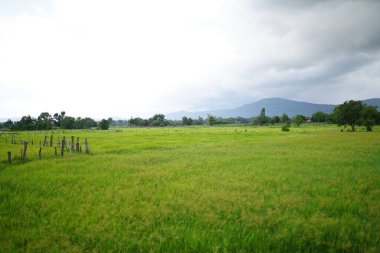 Pirinç tarlaları pirinç yetiştirmek için kullanılıyor.