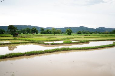 Pirinç tarlaları pirinç yetiştirmek için kullanılıyor.