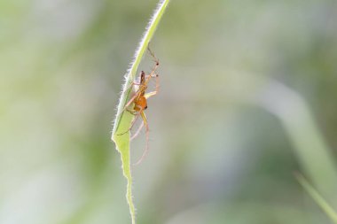 Sebze bahçesinde çizgili vaşak örümceği.