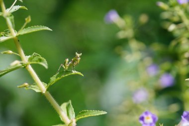 Mantodea mükemmel korulukta bulundu.