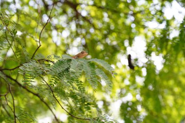 Bir bukalemun demirhindi ağacının tepesine tünemiş..