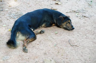 Siyah bir köpek sokakta uyur..