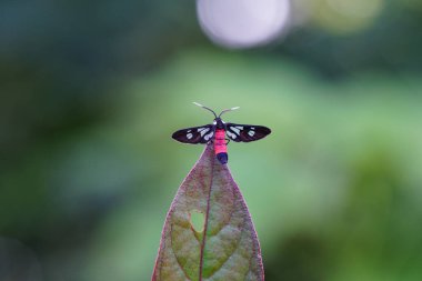 Tiger Grass Borer ormanda bulundu..