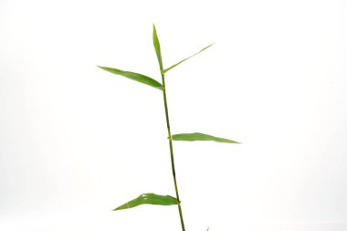 Çimenler hayvan yemi olarak kullanılır..