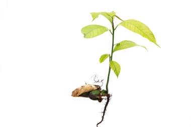 Beyaz arka planda mango fidanı.