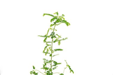 Phyllanthus niruri bitkisi ve diğer adı, yaprağın altındaki tohum, beyaz arka planda..