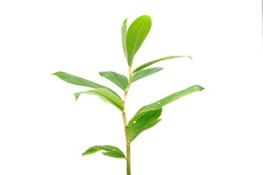 Costus Specosus ya da Cheilocostus Specosus uzun ömürlü bir bitkidir..