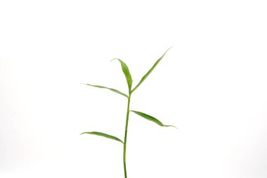 Çimenler hayvan yemi olarak kullanılır..