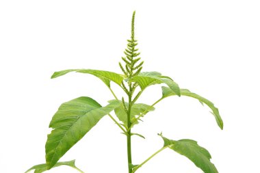 Beyaz arkaplanda Amaranthus blitum subsp.