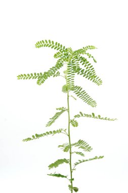 Phyllanthus niruri bitkisi ve diğer adı, yaprağın altındaki tohum, beyaz arka planda..