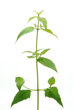 Chromolaena odorata yara iyileştirici olarak kullanılır ve yara izini engeller..