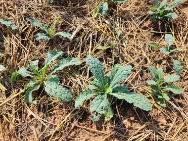 Lacinato Kale tarlada büyüdü..