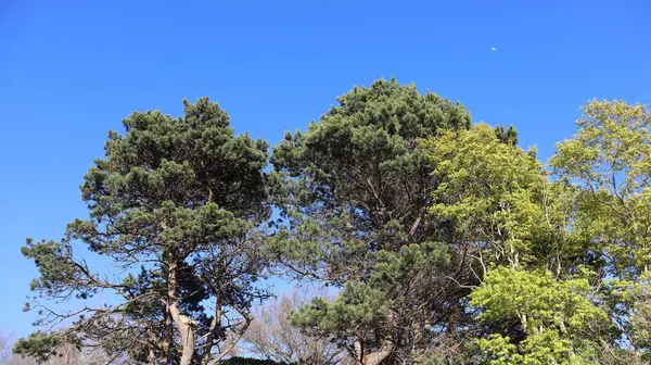 Vancouver 'ın 40 km güneyindeki Douglas Sınır Kapısı' nda yer alan Peace Arch Park, Kanada ve ABD 'li ailelerin birleşmek için bir araya geldiği manzaralı bir yer olarak hizmet veriyor.. 