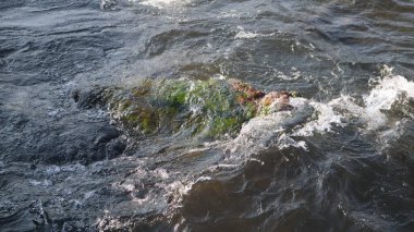 Arka planda yeşil yosun olan bir nehrin yakın çekim görüntüsü.