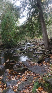 October at Halton Conservation Park is a breathtaking sight to behold.  As the fall season unfolds, the trees are painted in vibrant shades of red, orange, and yellow, creating a stunning natural tapestry that surrounds the parks trails and lakes.  clipart