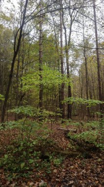 Ekim ayında Halton Koruma Parkı 'nda nefes kesici bir manzara var. Sonbahar mevsimi açılırken, ağaçlar kırmızı, turuncu ve sarı renkli canlı tonlarda boyanır, parkların ve göllerin etrafını saran çarpıcı doğal bir duvar halısı oluşturur.. 
