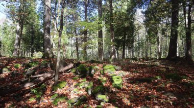 October at Halton Conservation Park is a breathtaking sight to behold.  As the fall season unfolds, the trees are painted in vibrant shades of red, orange, and yellow, creating a stunning natural tapestry that surrounds the parks trails and lakes.  clipart