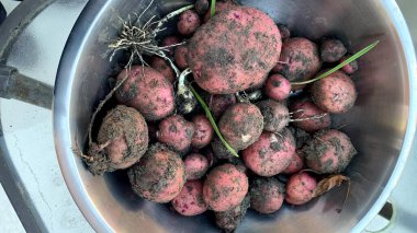 Bahçeden taze patates.