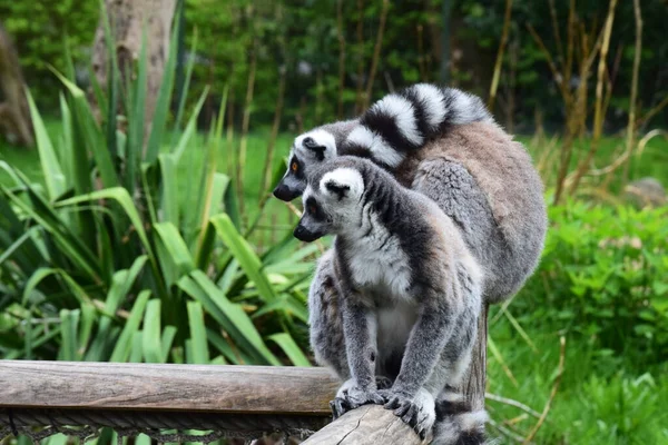 Dřevěném Trámu Stojí Dva Lemuři Kroužkovým Ocasem Lemur Catta Pozadí Stock Obrázky