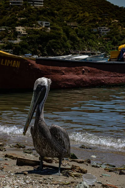 stock image a vertical shot of white pelicans sitting on a wooden dock near the sea in israel